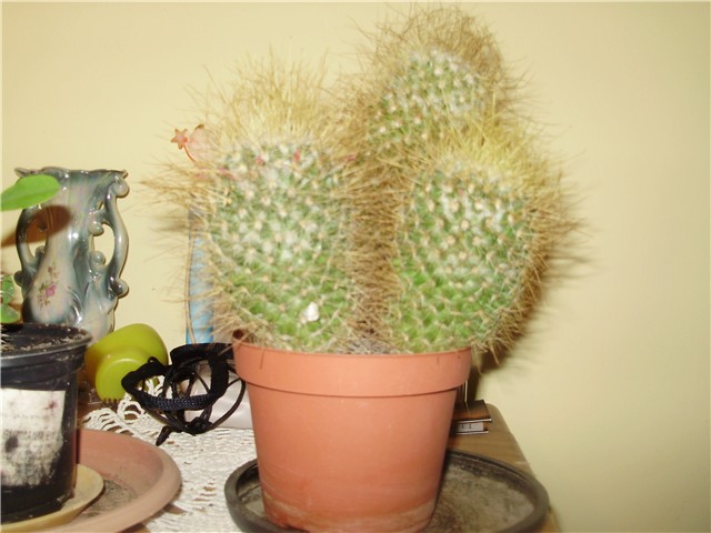 kaktus